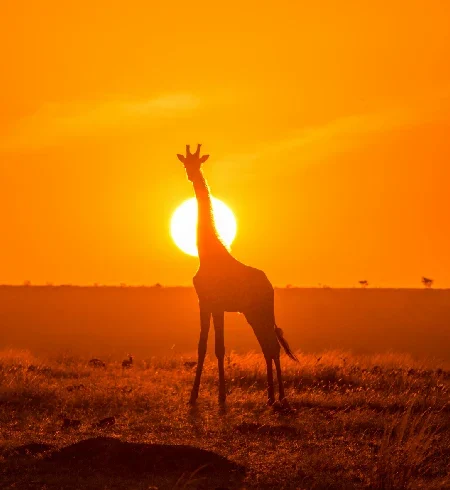 Book a Kenya safari with safari vehicle viewing with Crystal Tours Kenya in Mara savannah, east africa migration safari, Kenya safari package, morning vs. evening game drives, Masai Mara safari