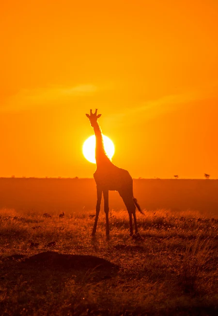 Book a Kenya safari with safari vehicle viewing with Crystal Tours Kenya in Mara savannah