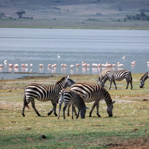 10-Day East Africa Migration Safari, 9 Days Kenya Rift Valley Safari