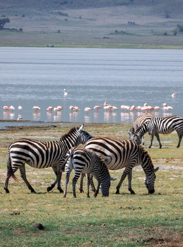 10-Day East Africa Migration Safari, 9 Days Kenya Rift Valley Safari