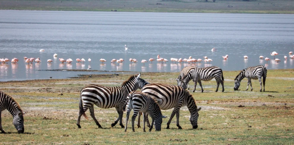 10-Day East Africa Migration Safari, 9 Days Kenya Rift Valley Safari