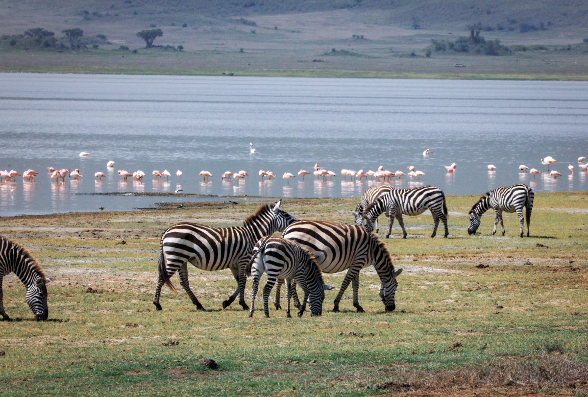 10-Day East Africa Migration Safari, 9 Days Kenya Rift Valley Safari