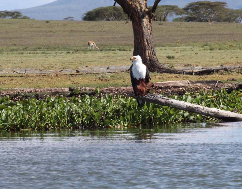 lake naivasha day tour, African fish eagle