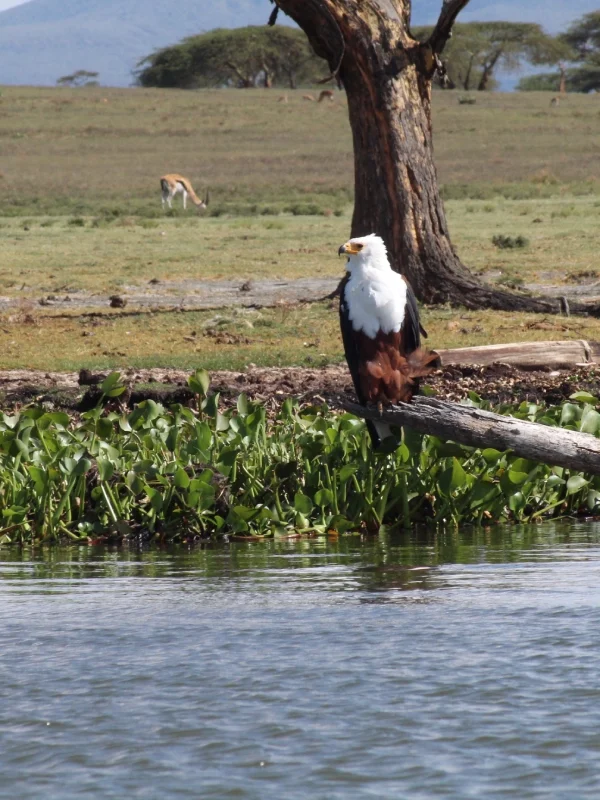 lake naivasha day tour, African fish eagle