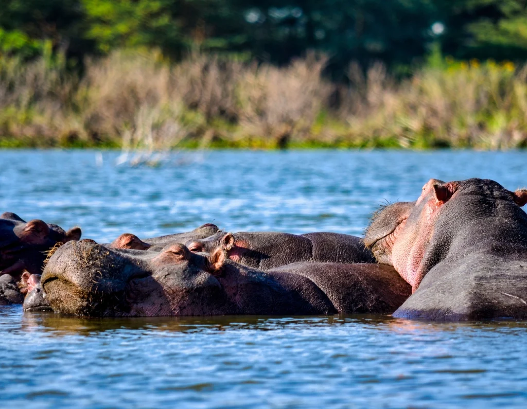 lake nakuru national park animals