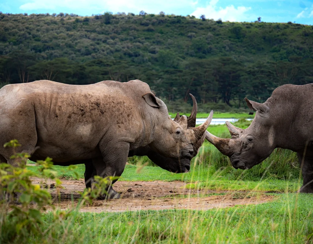 lake nakuru rhinos, kenya luxury safari packages, lake nakuru day trip from nairobi, nairobi national park game drive