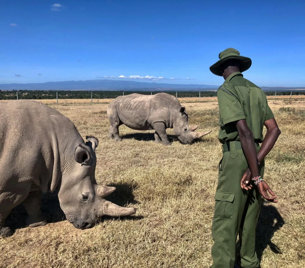 lewa conservancy kenya, african safari activities