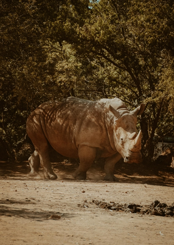 lewa conservancy rhino sanctuary,