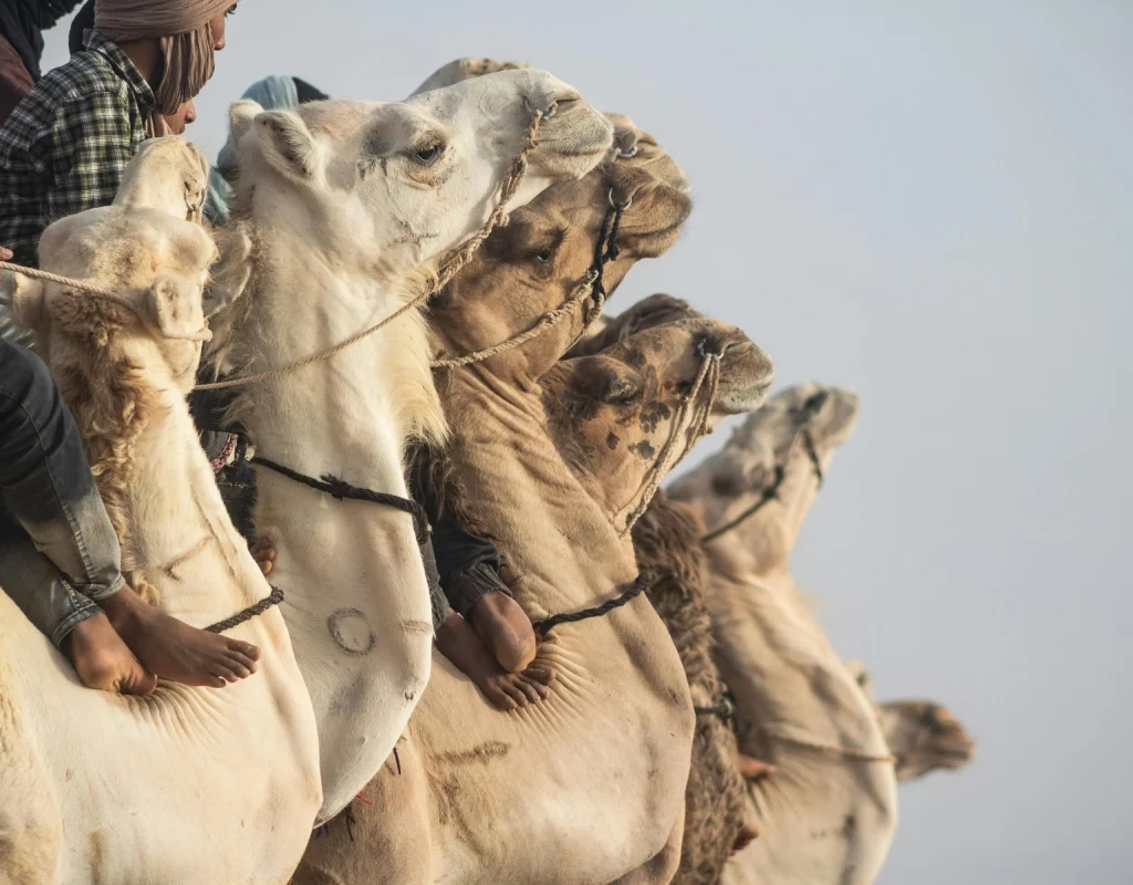 lewa wildlife conservancy activities