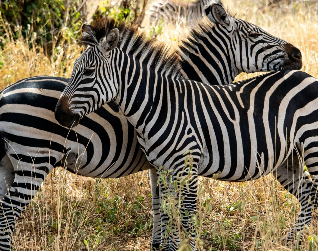 lewa wildlife conservancy, lewa conservancy safari