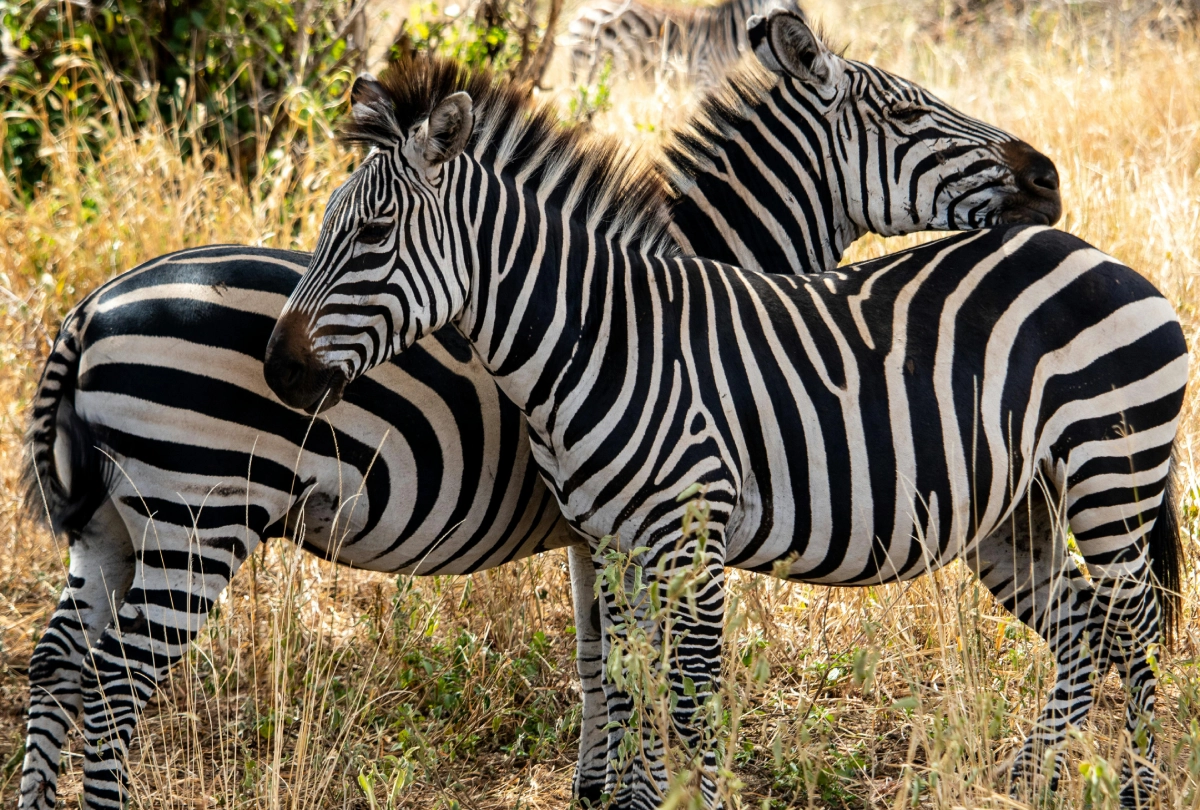 lewa wildlife conservancy, lewa conservancy safari