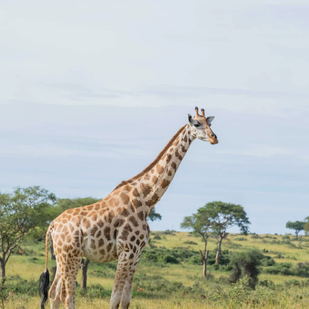luxury safari africa