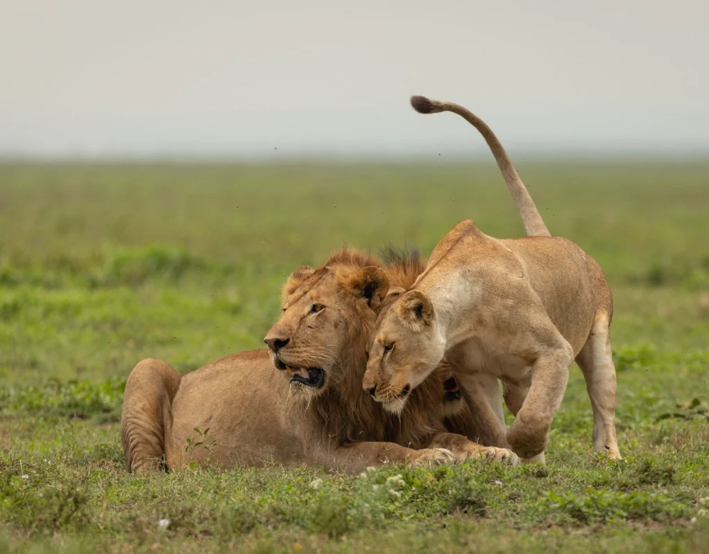 ngorongoro travel guide, east africa luxury safari, ngorongoro crater safari tour, Ngorongoro Crater safari