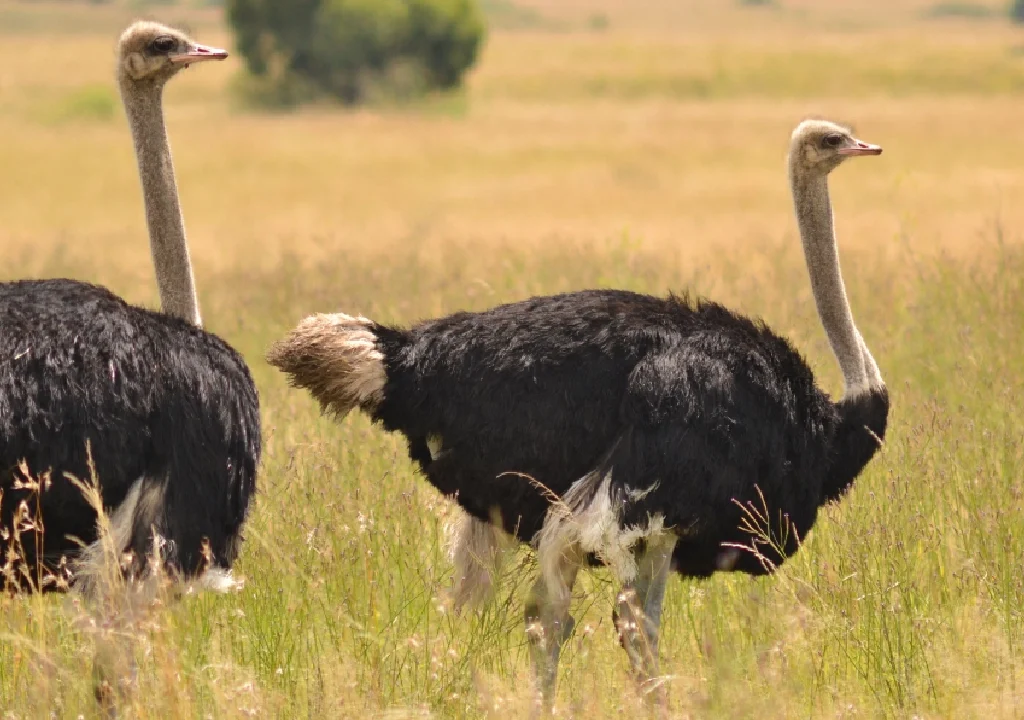 8-Day Kenya Conservation Safari