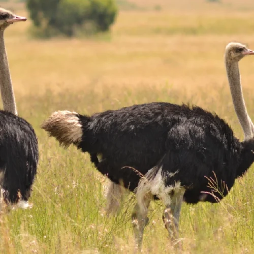 8-Day Kenya Conservation Safari