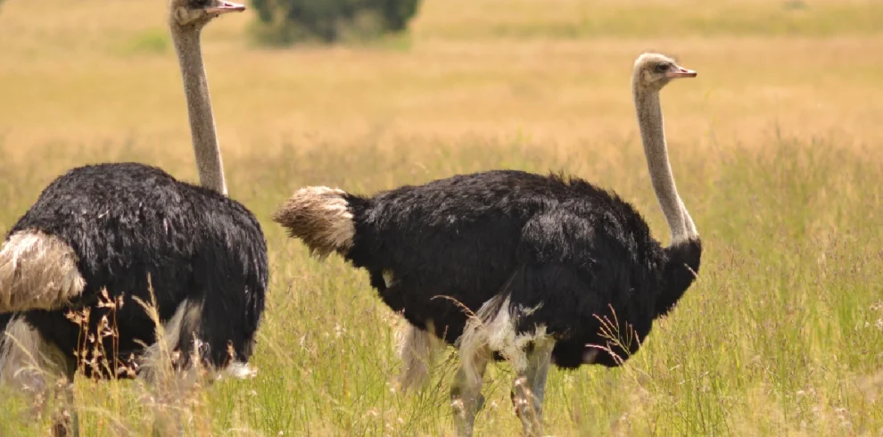8-Day Kenya Conservation Safari