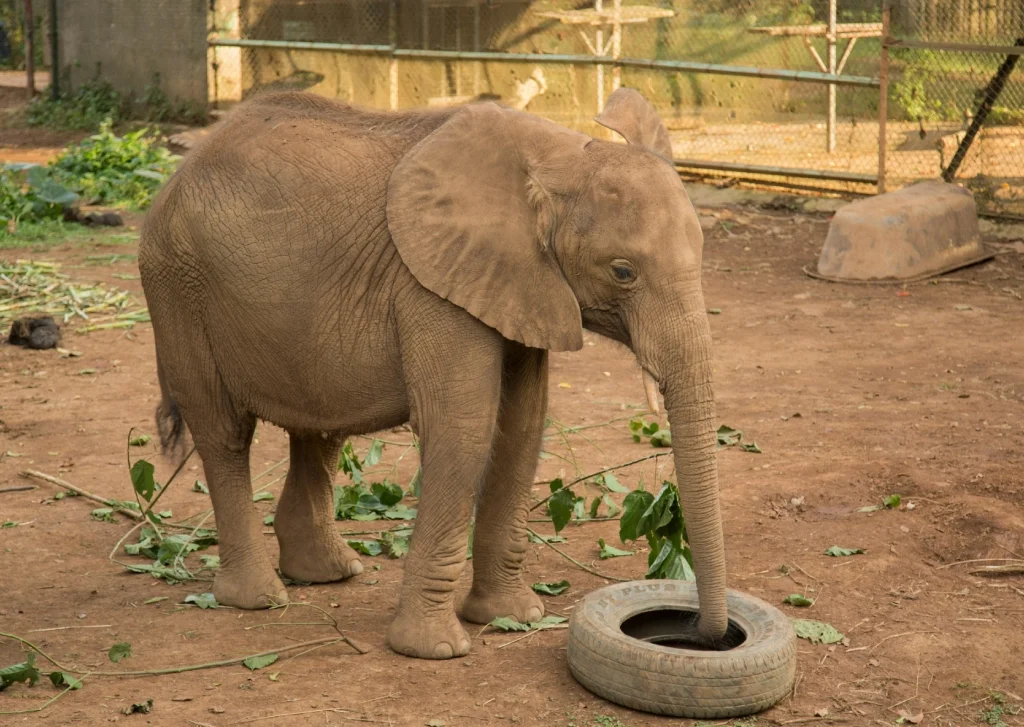 sheldrick elephant orphanage