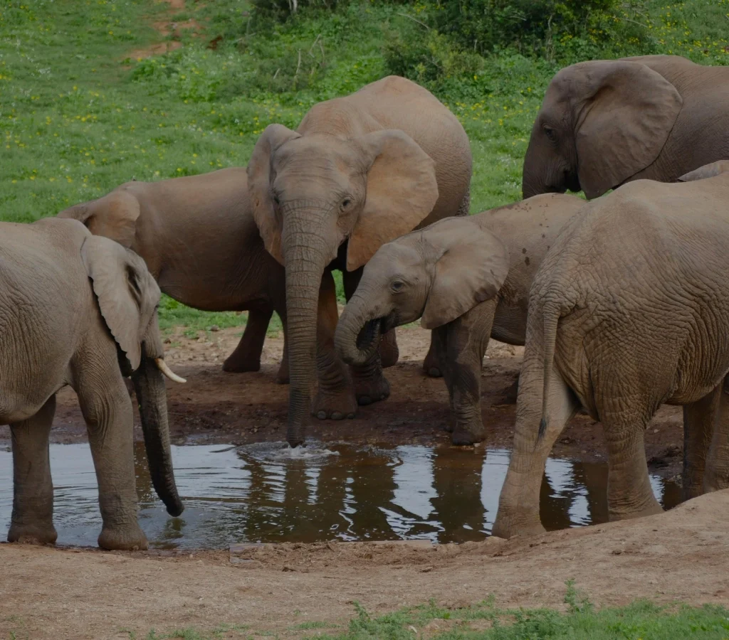 sheldrick wildlife trust