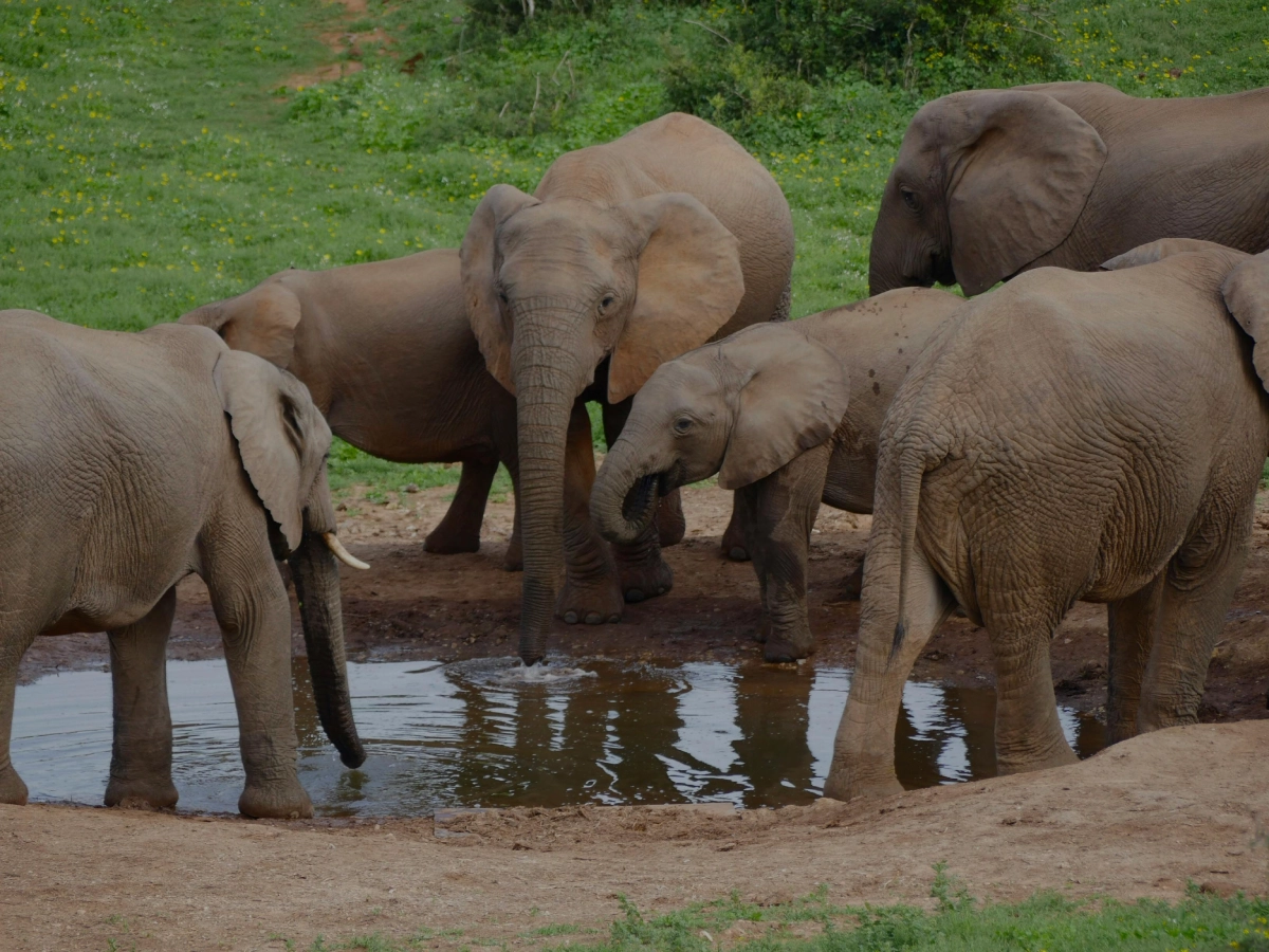 sheldrick wildlife trust