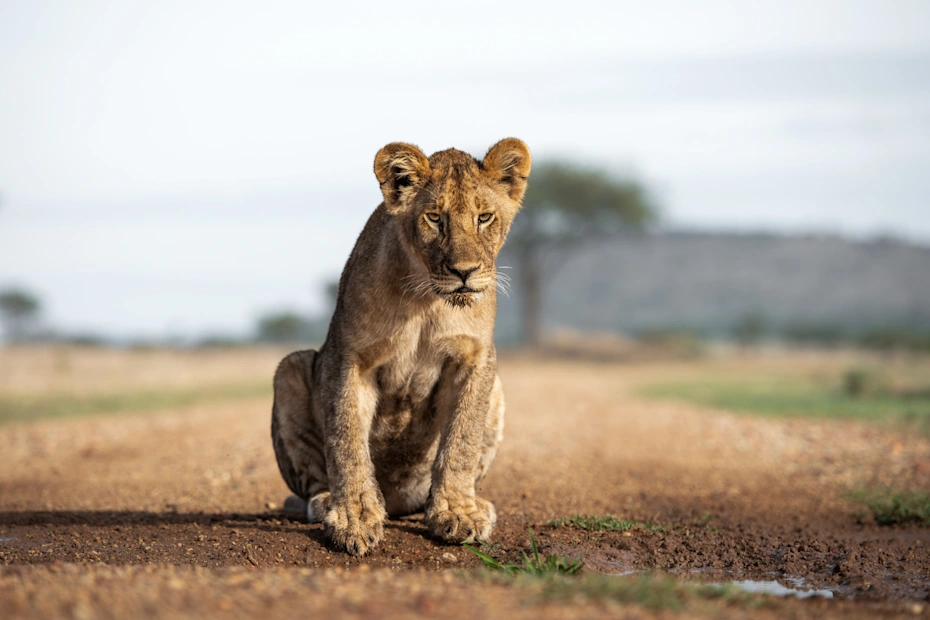 singita grumeti reserves, 4-Day Fly-in Luxury Tanzania Safari