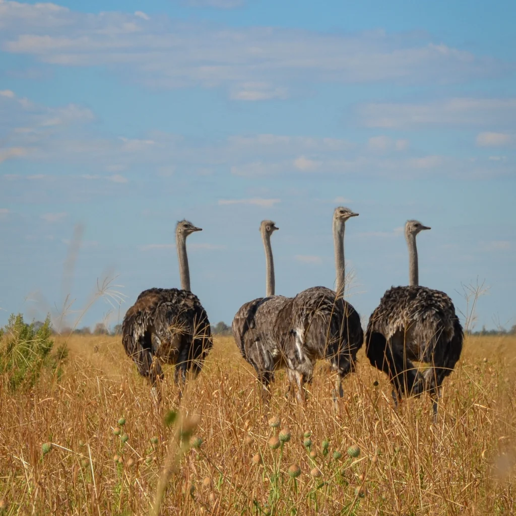 samburu special five