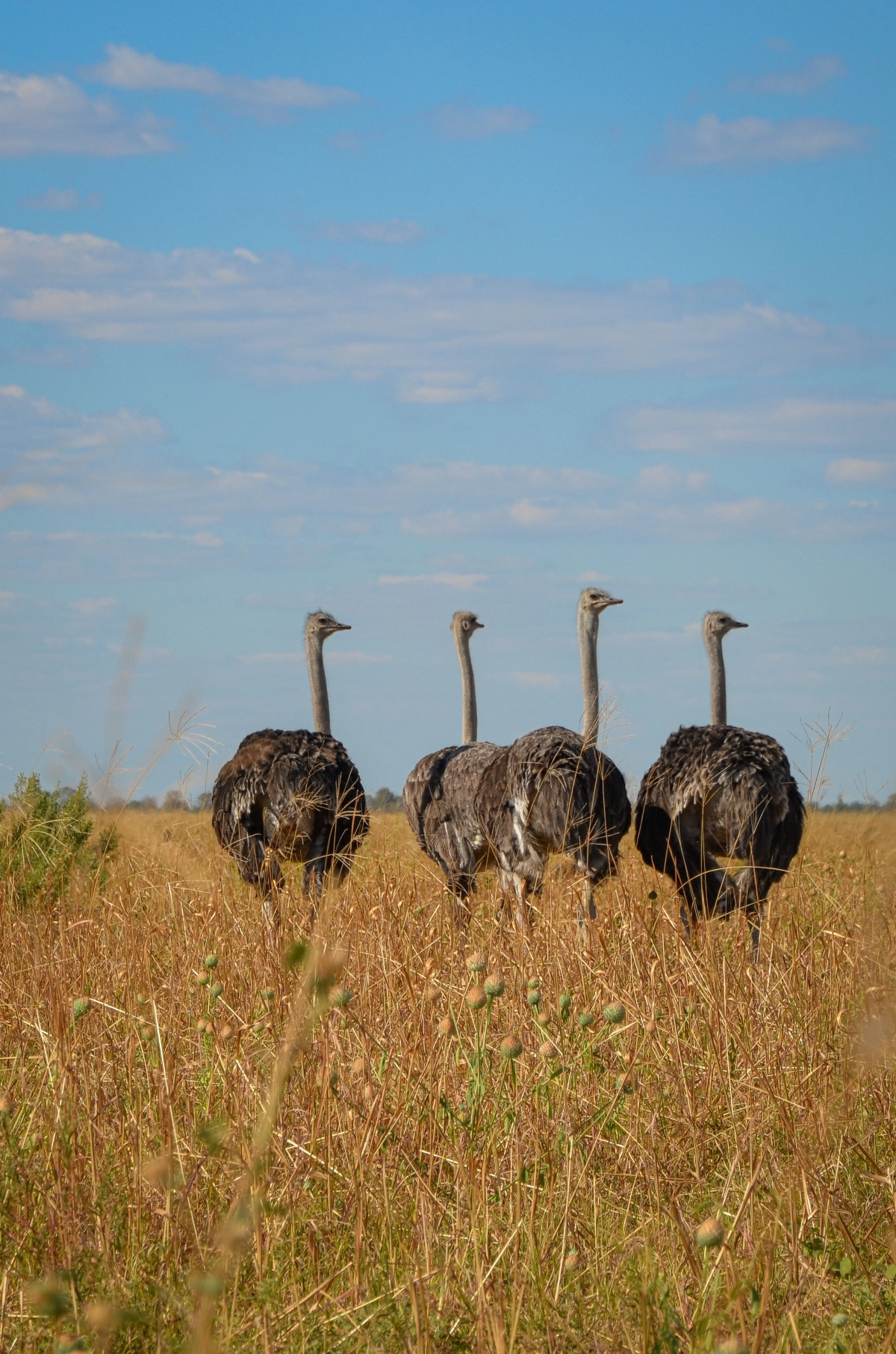 samburu special five