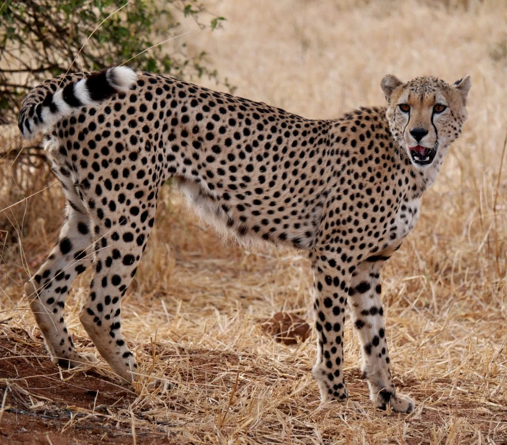 tarangire national park, Tarangire National Park safari