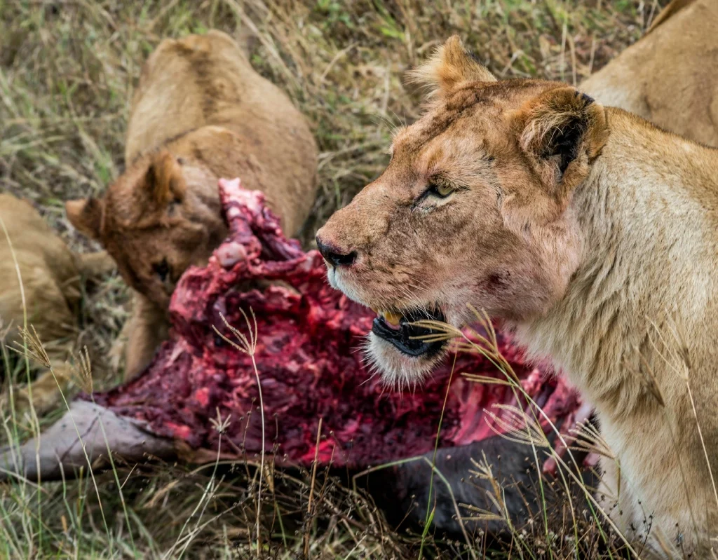 tarangire national park attractions