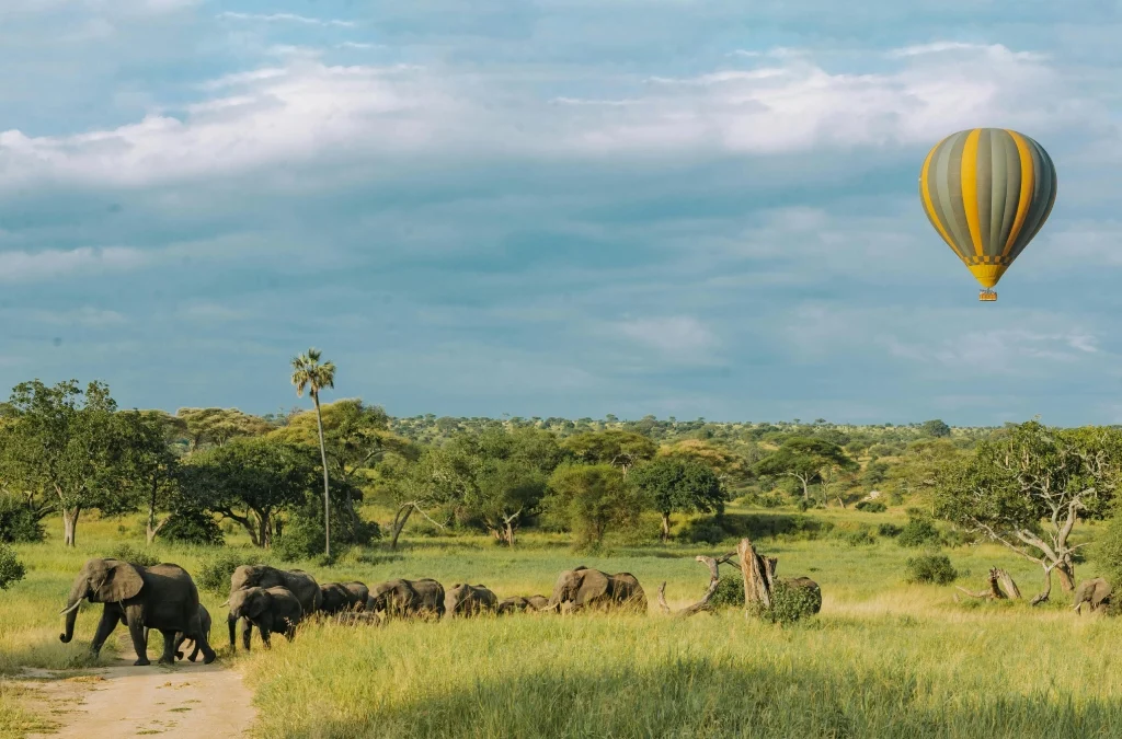 tarangire elephants