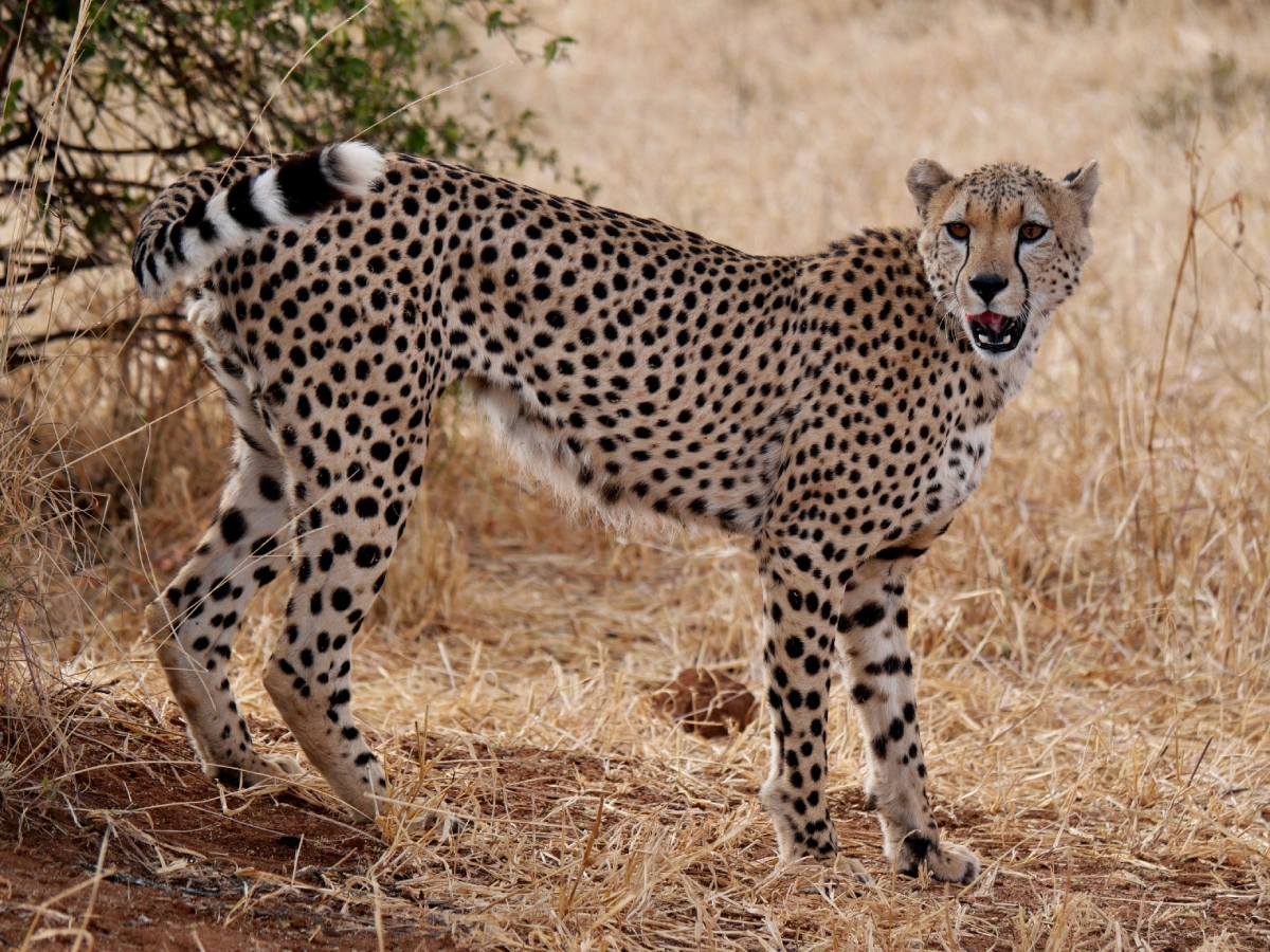 tarangire national park, Tarangire National Park safari