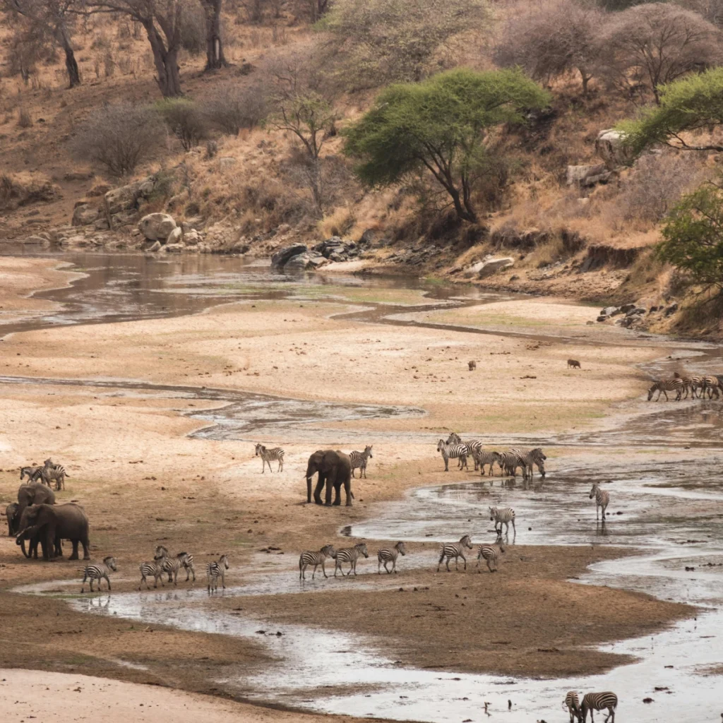 tarangire river