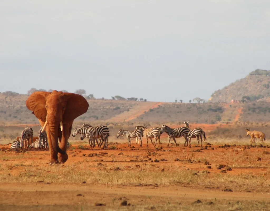 tsavo east national park kenya