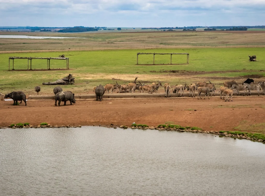 tsavo east safari