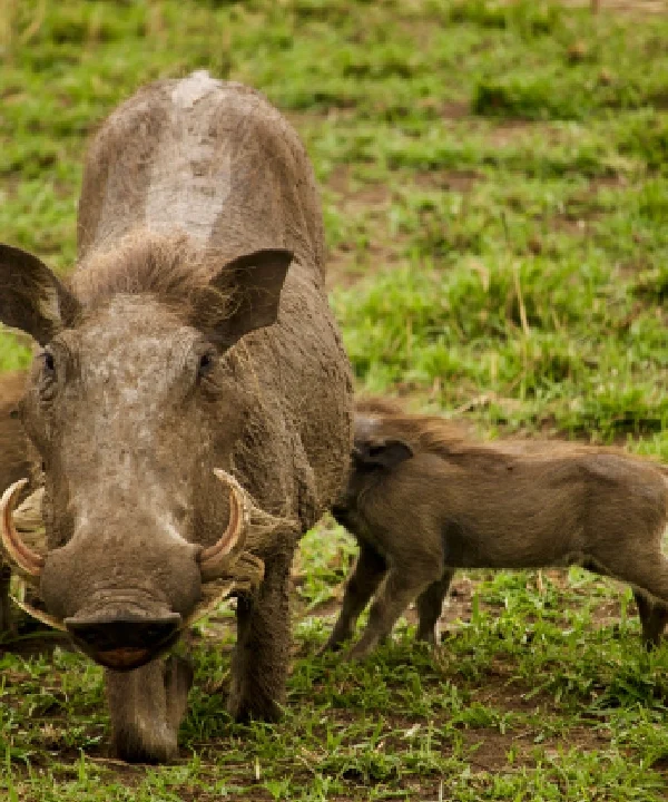 4 Days Tsavo East Safari from Mombasa, Tsavo East National Park safari