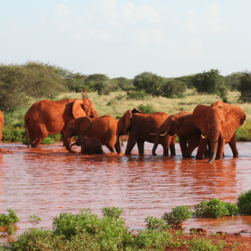 3 days Tsavo West safari from Nairobi