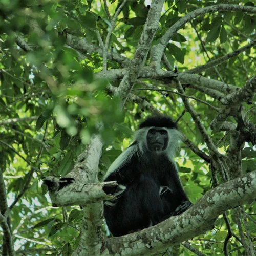 kakamega forest