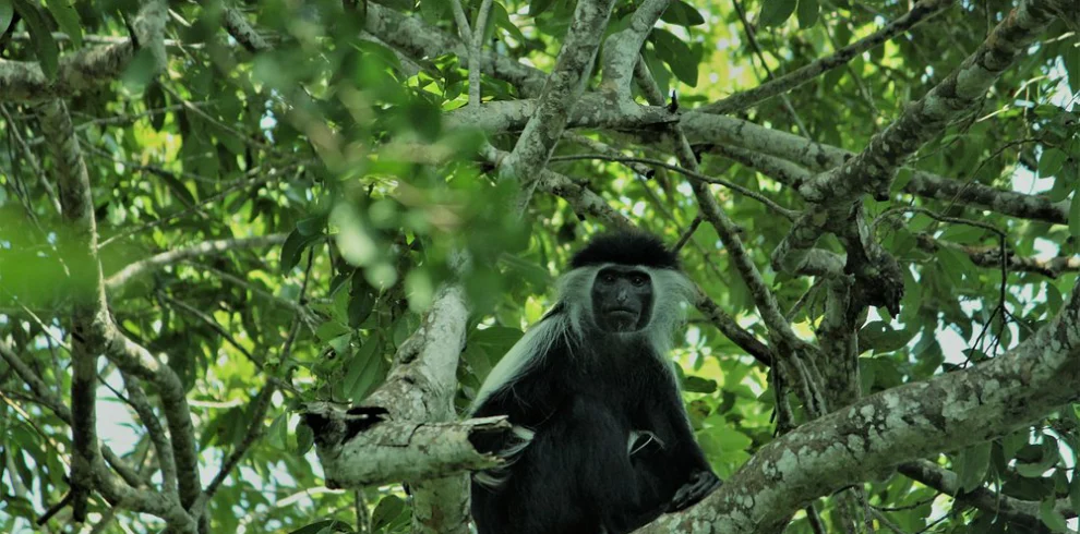 kakamega forest