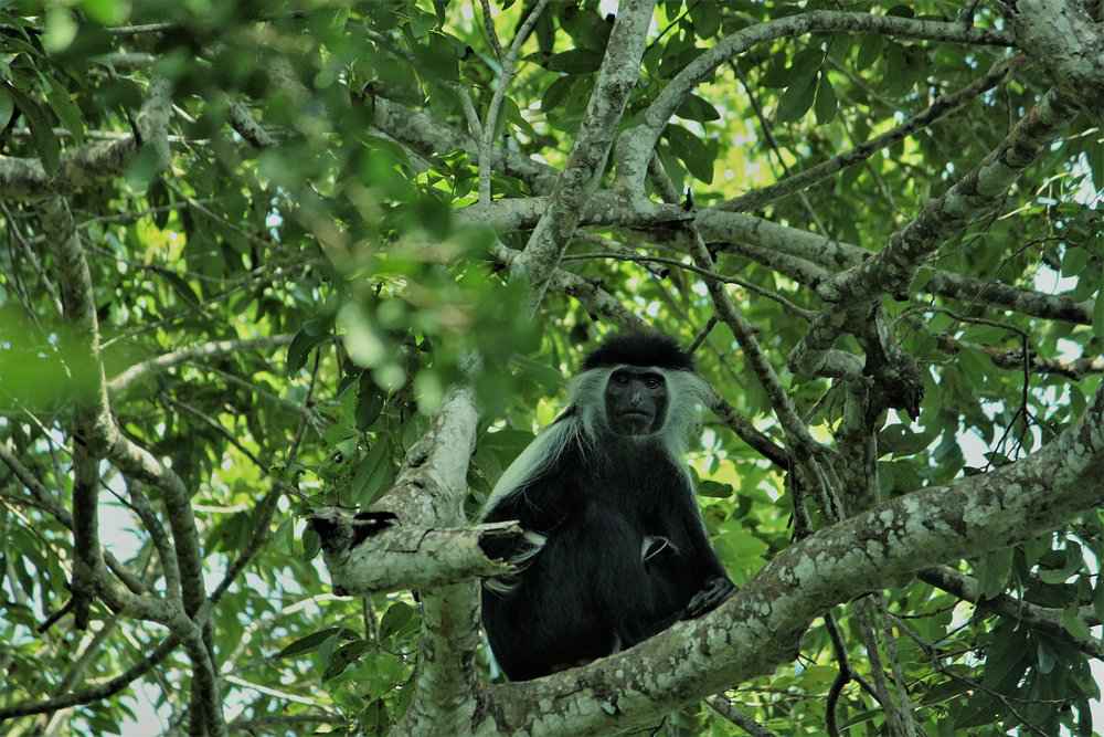 kakamega forest