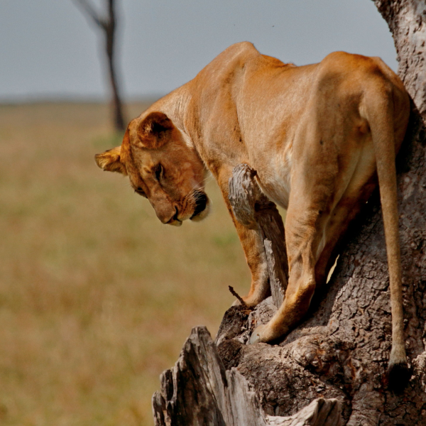 Lake Manyara National Park, masai mara luxury fly-in safari, east africa safari tour, Loisaba conservancy