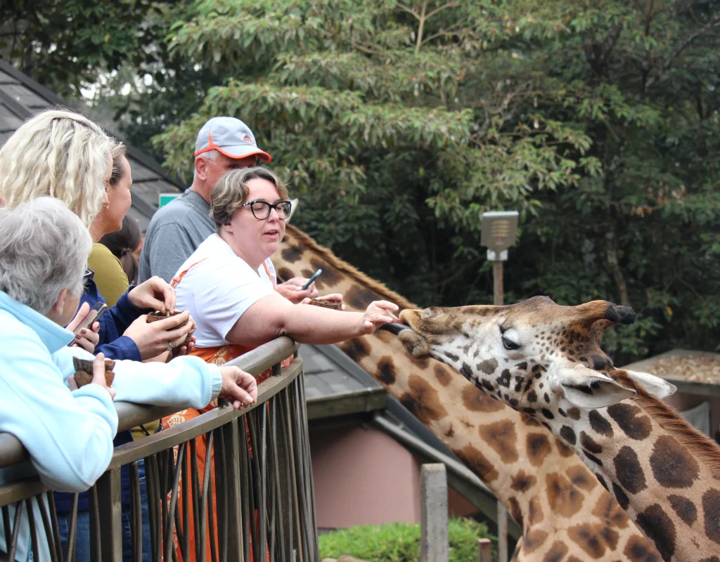 giraffe centre kenya