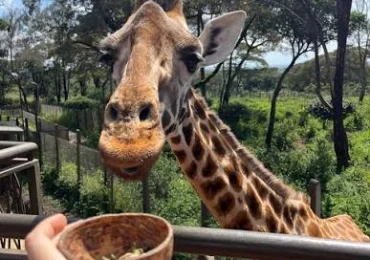 giraffe centre nairobi