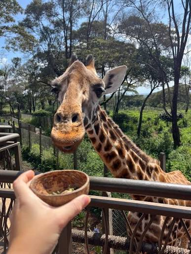 giraffe centre nairobi