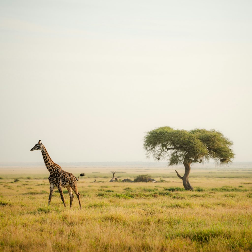 Explore All Safaris & Tours at Crystal Tours Kenya