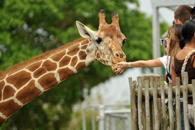 rothschild giraffe