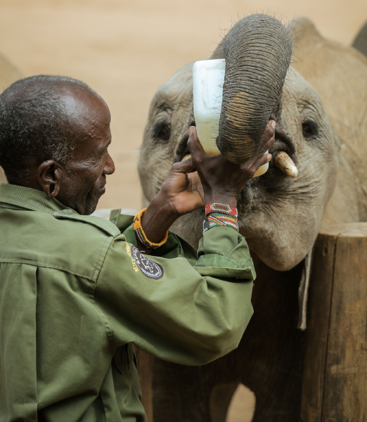 wildlife conservation in Kenya
