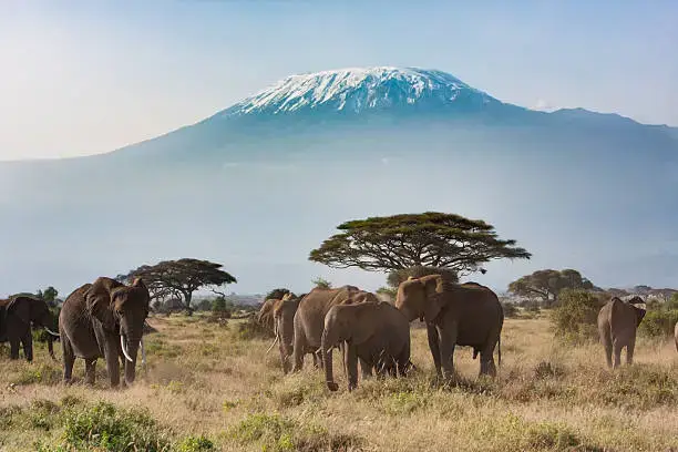 AMBOSELI MT KILIMANJARO 2