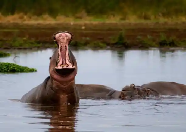 Lake Manyara​