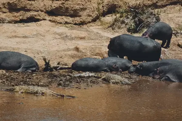 10-Day Kenya & Tanzania Luxury Safari: An Exclusive Masai Mara to Serengeti Adventure by Crystal Tours
