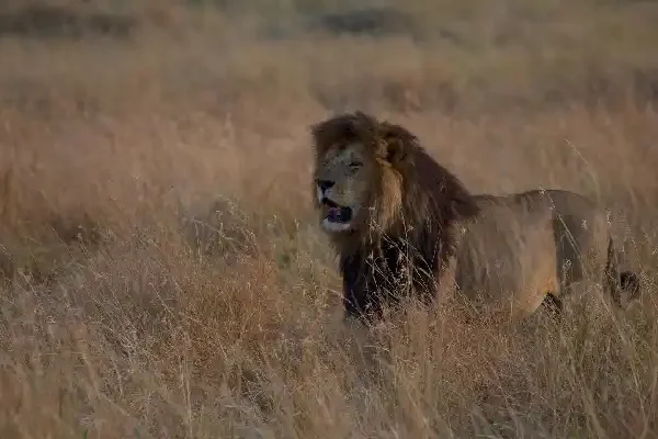 10-Day Kenya & Tanzania Luxury Safari: An Exclusive Masai Mara to Serengeti Adventure by Crystal Tours