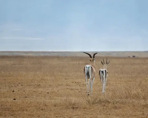 10-Day Kenya & Tanzania Luxury Safari_ An Exclusive Masai Mara to Serengeti Adventure by Crystal Tours